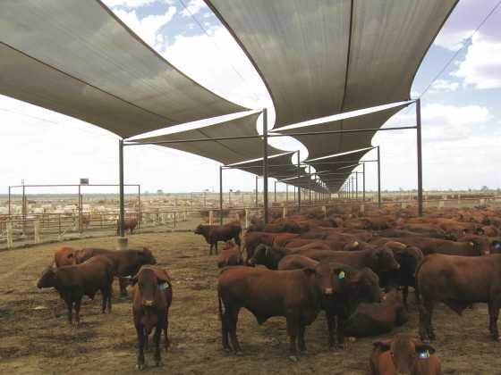 Cattle Shade