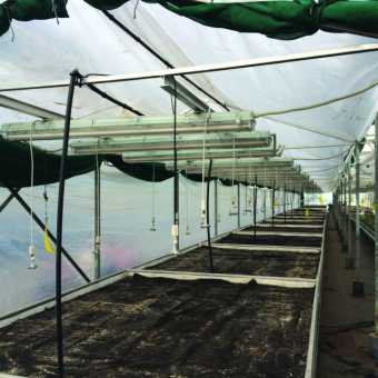 Fabrics suited to Greenhouse Film