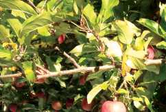 Photosynthesis and agricultural netting solutions