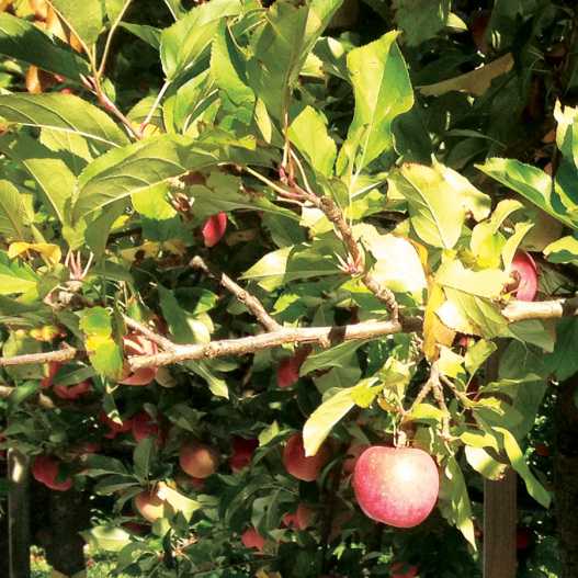 Photosynthesis and agricultural netting solutions