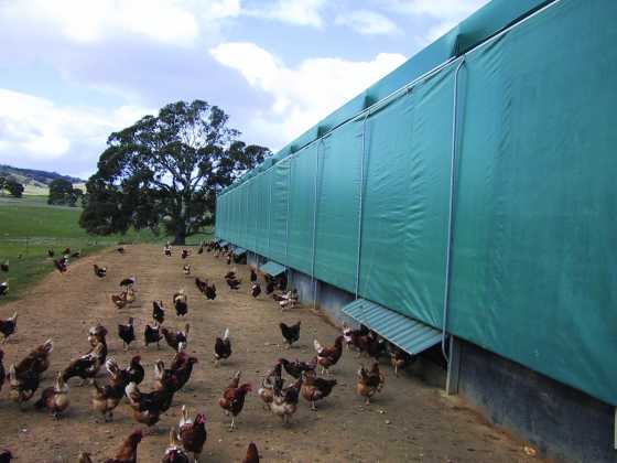 Poultry Side Curtains