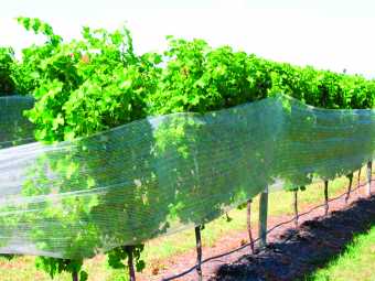 Fabrics suited to Vineside Netting / Drape Over Net